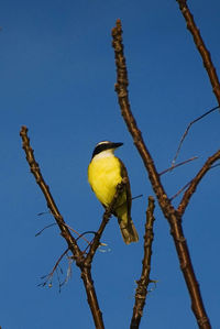 Low angle view of birds perching on tree