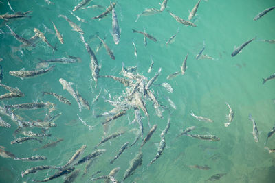 High angle view of fish swimming in sea