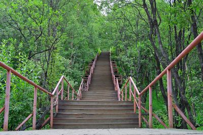 Staircase leading to forest