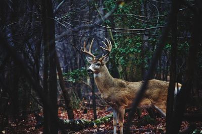 Deer in a forest