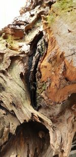 Close-up of tree trunk