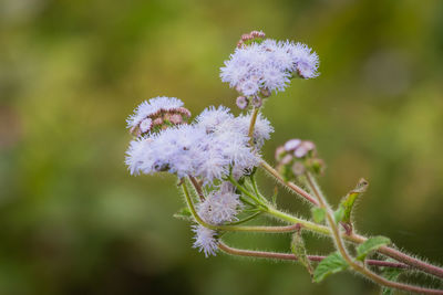 Close-up of flowers against blurred background