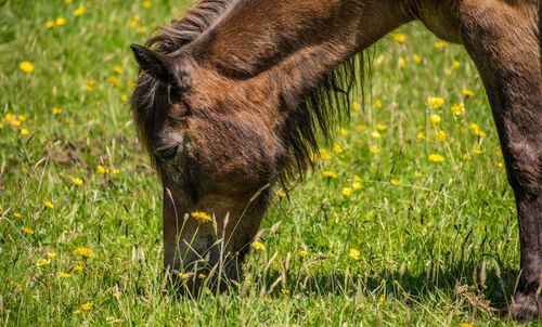 Close-up of a horse grazing in field