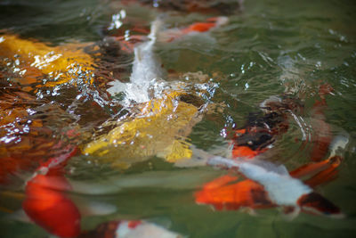 High angle view of koi carps swimming in lake