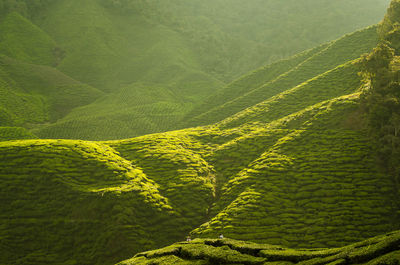 Tea plantation at cameron highland