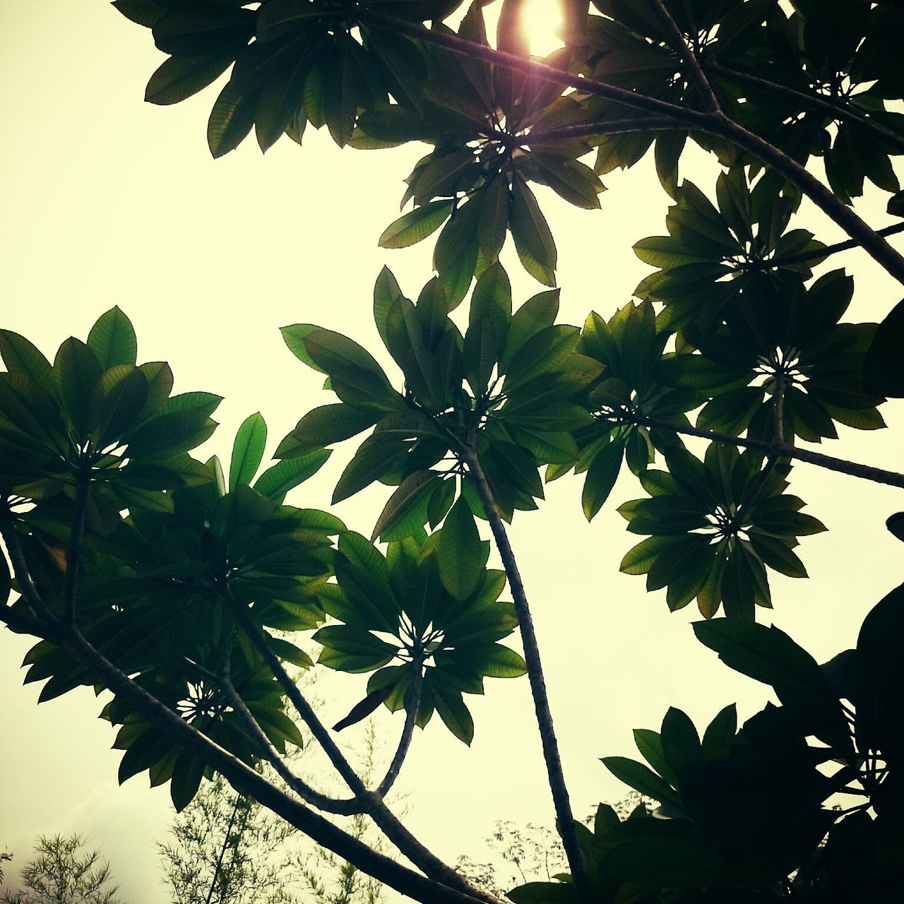 low angle view, leaf, tree, branch, growth, clear sky, nature, sky, beauty in nature, sunlight, close-up, tranquility, no people, outdoors, day, green color, twig, freshness, high section, leaves