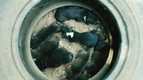 High angle view of water in bowl