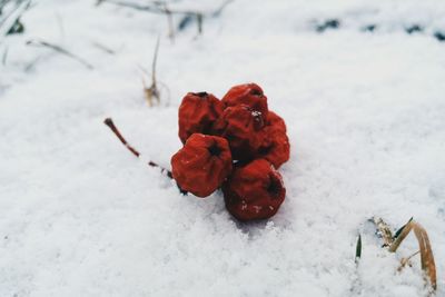 Close-up of red flower on snow