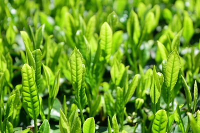 Full frame shot of fresh green plants