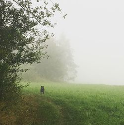 Scenic view of tree in field against sky during foggy weather