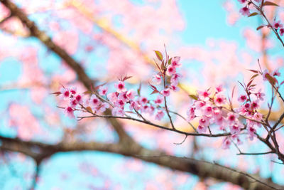 Cerasoides flowers in chiang mai province on december january