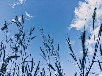 Low angle view of silhouette plants against blue sky