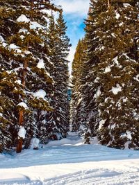 Snow covered trees on field against sky