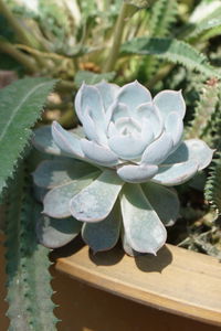 Close-up of succulent plant