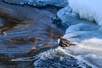 High angle view of bird perching on rock