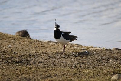 View of lapwing on lakeshore