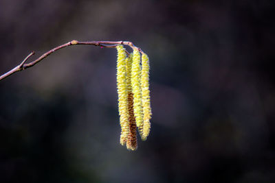 Close-up of catkins on twig