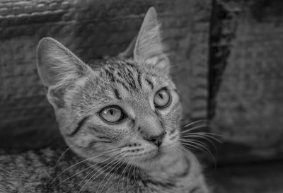 Close-up portrait of a cat