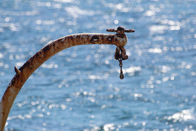 Close-up of bird flying over sea