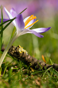 Close-up of purple crocus flowers on field