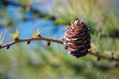 Close-up of pine cone on tree