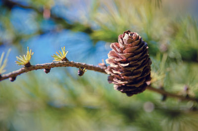 European larch foliage and cones