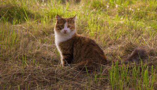Close-up of cat sitting on field