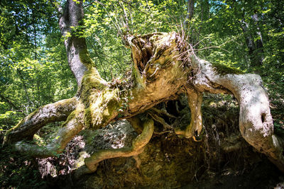 Close-up of tree roots in forest