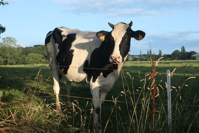 Cow standing in a field