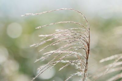 Close-up of grass