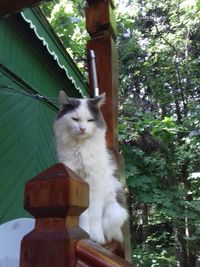 Cat sitting on tree