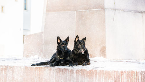 Dog sitting on wall