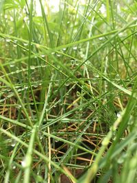 Full frame shot of wet grass