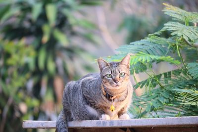 Portrait of tabby cat on plant