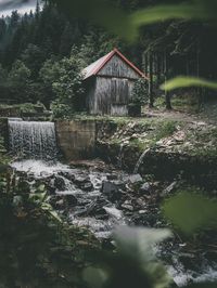 Plants growing by lake in forest