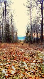 Road passing through forest