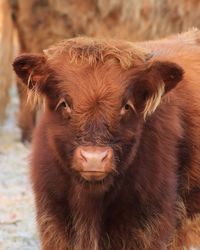 Highland calf