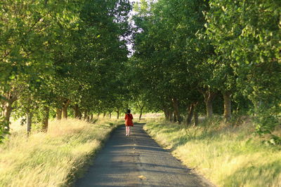 Rear view of woman walking on road amidst trees