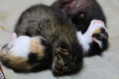 Close-up of dog sleeping