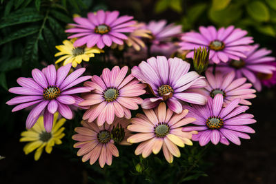 Close-up of pink flowers