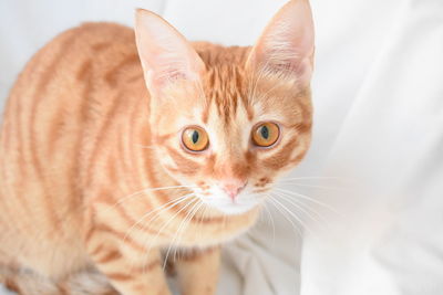 Close-up portrait of a cat