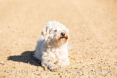 Dog looking away on sand