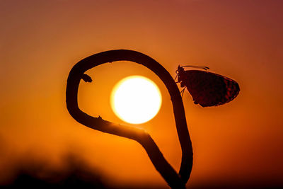 Close-up of silhouette bird against sunset sky