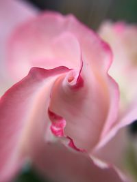 Close-up of pink rose