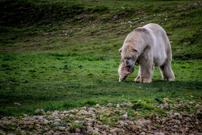 Close-up of horse grazing on field