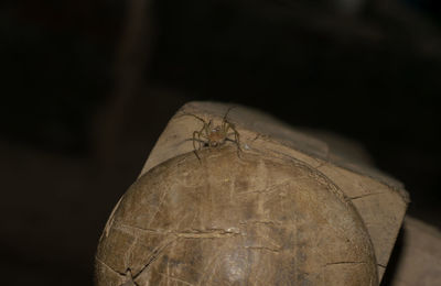 Close-up of fly on wood