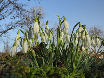 Close-up of white flowering plants on field