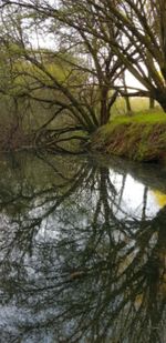 Reflection of trees in lake