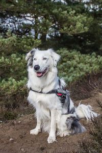 Portrait of dog