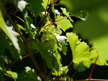 Close-up of green leaves on plant